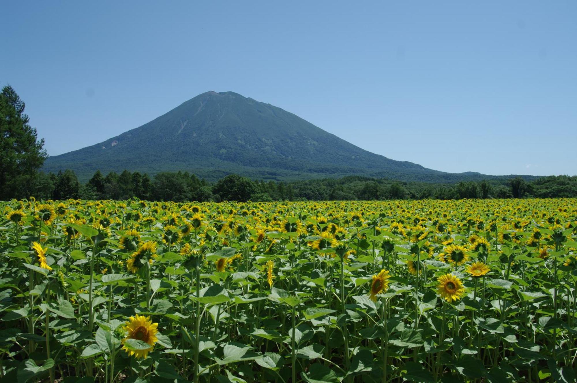 Niseko Izumikyo Villa Kutchan Exterior photo
